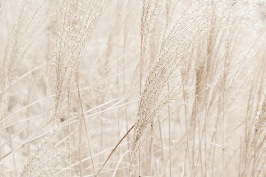 Beauty in nature, balanced lifestyle, environmental concept - Rustic autumn field