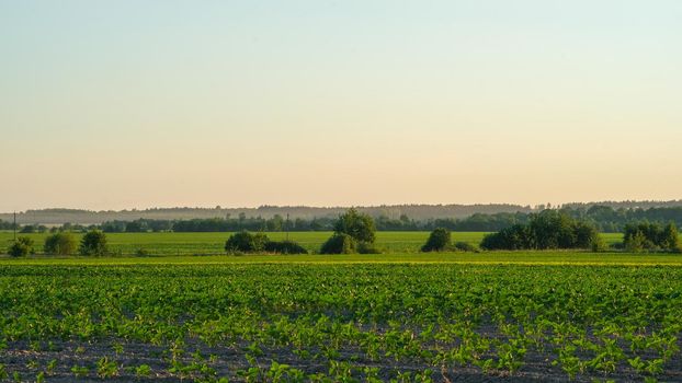 Sunset at cultivated land in the countryside on a summer evening with cloudy sky background.