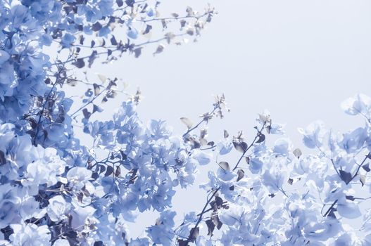 Flower background, spring nature and botanical beauty concept - Blue floral composition