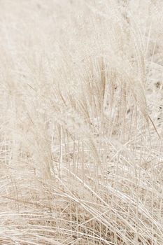 Beauty in nature, balanced lifestyle, environmental concept - Rustic autumn field