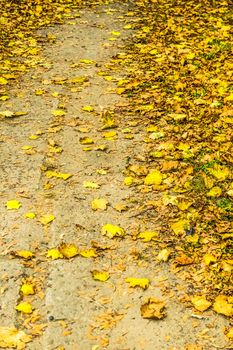 Fall beauty, weather and seasons concept - Autumn nature scene background, leaves and trees outdoors