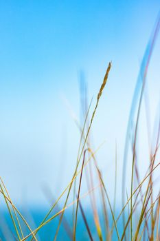 Beauty in nature, balanced lifestyle, environmental concept - Rustic spring field