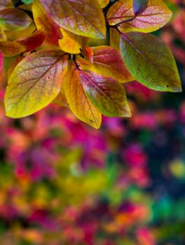 bright autumn background leaves and fruits of chokeberry Bush. High quality photo