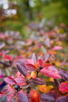 bright autumn background leaves and fruits of chokeberry Bush. High quality photo