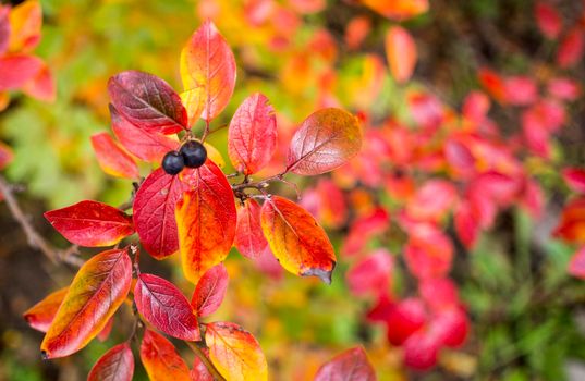 bright autumn background leaves and fruits of chokeberry Bush. High quality photo