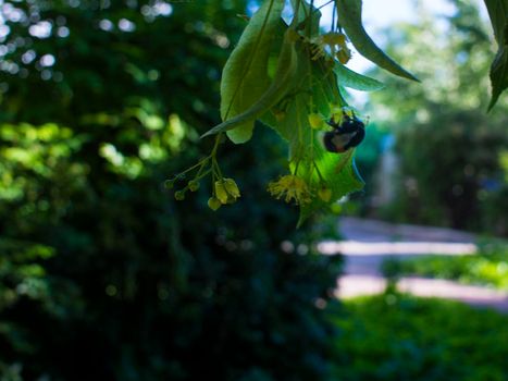 Close up of the clusters of blooming flowers of common life Tilia x europaea, also known as linden, basswood, lime tree, lime bush.bumblebee collects nectar, lime honey