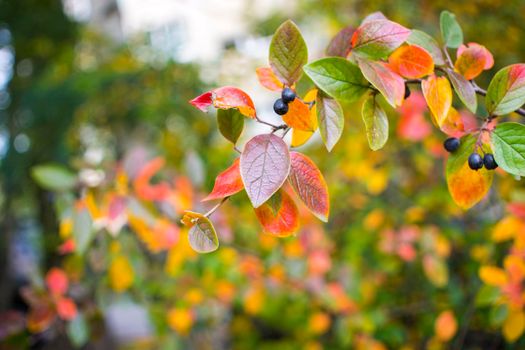 bright autumn background leaves and fruits of chokeberry Bush. High quality photo