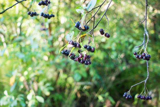 bright autumn background leaves and fruits of chokeberry Bush. High quality photo