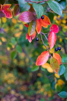 bright autumn background leaves and fruits of chokeberry Bush. High quality photo