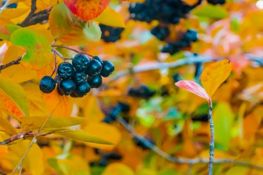 bright autumn background leaves and fruits of chokeberry Bush. High quality photo