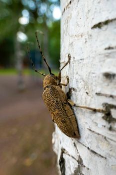 Long-whiskered beetles - Cerambycidae- , brown, with a soft, full body on the hind wings decay in nature sitting on the bark of a birch tree. High quality photo