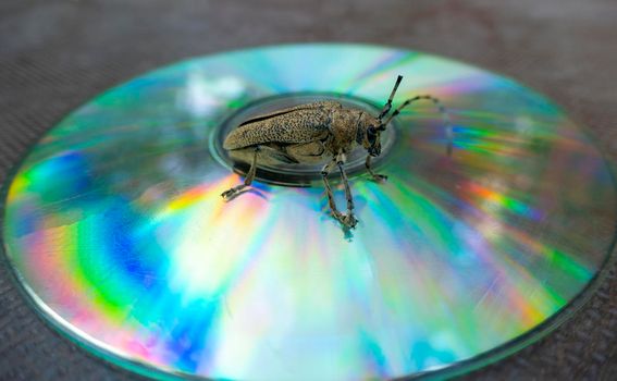 Long-whiskered beetles - Cerambycidae- , brown, with a soft, full body on the hind wings decay in nature sitting on a CD. retro music concert, discos, rock and roll