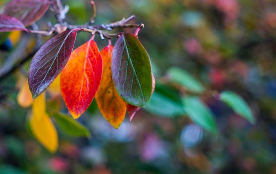 bright autumn background leaves and fruits of chokeberry Bush. High quality photo