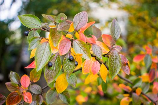 bright autumn background leaves and fruits of chokeberry Bush. High quality photo