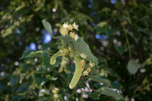 Close up of the clusters of blooming flowers of common life Tilia x europaea, also known as linden, basswood, lime tree, lime bush.bumblebee collects nectar, lime honey