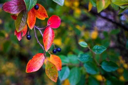 bright autumn background leaves and fruits of chokeberry Bush. High quality photo