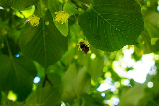 Close up of the clusters of blooming flowers of common life Tilia x europaea, also known as linden, basswood, lime tree, lime bush.bumblebee collects nectar, lime honey