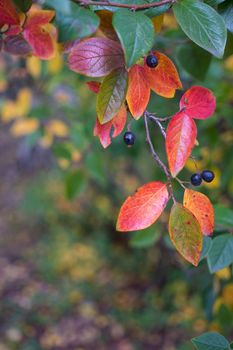 bright autumn background leaves and fruits of chokeberry Bush. High quality photo