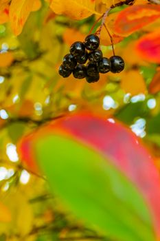 bright autumn background leaves and fruits of chokeberry Bush. High quality photo