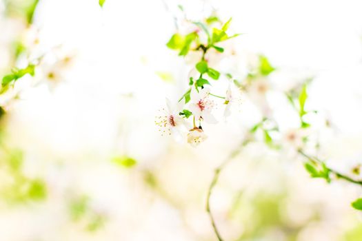 Floral beauty, dream garden and natural scenery concept - Cherry tree blossom in spring, white flowers as nature background