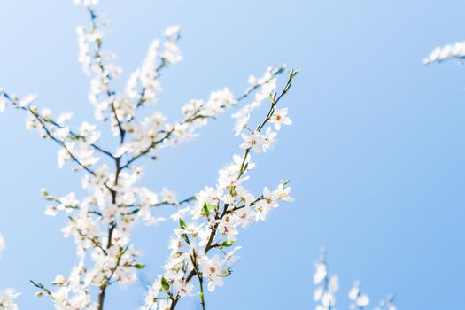 Floral beauty, dream garden and natural scenery concept - Cherry tree blossom and blue sky, white flowers as nature background