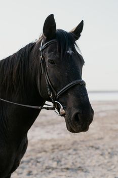 Close-up portrait of beautiful harnessed horse. Farm animal, ranch, sport concept.