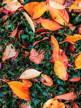 Fall season, weather and environment concept - Autumn leaves and trees, nature background