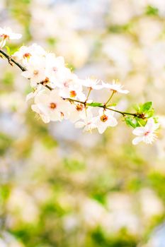 Floral beauty, dream garden and natural scenery concept - Cherry tree blossom in spring, white flowers as nature background