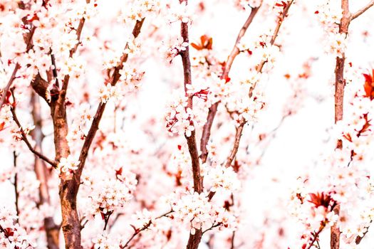 Botanical beauty, dream garden and natural scenery concept - Floral blossom in spring, pink flowers as nature background