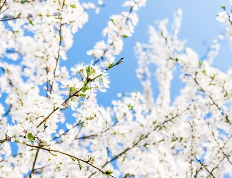 Floral beauty, dream garden and natural scenery concept - Cherry tree blossom and blue sky, white flowers as nature background