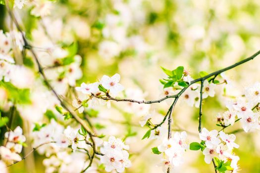 Floral beauty, dream garden and natural scenery concept - Cherry tree blossom in spring, white flowers as nature background