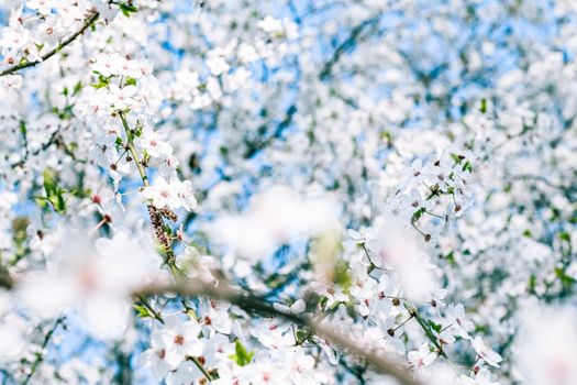 Floral beauty, dream garden and natural scenery concept - Cherry tree blossom and blue sky, white flowers as nature background