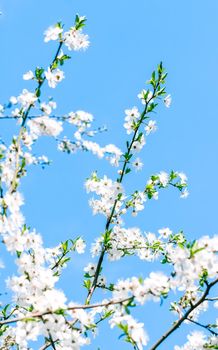 Floral beauty, dream garden and natural scenery concept - Cherry tree blossom and blue sky, white flowers as nature background