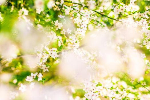 Floral beauty, dream garden and natural scenery concept - Cherry tree blossom in spring, white flowers as nature background