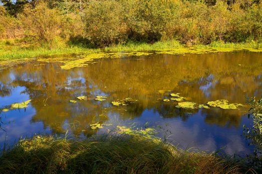 Beautiful view of the swampy river on a bright sunny autumn day