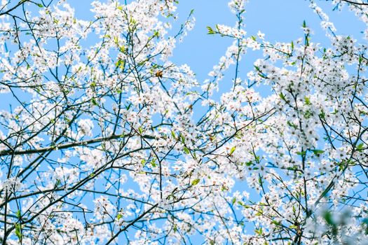 Floral beauty, dream garden and natural scenery concept - Cherry tree blossom and blue sky, white flowers as nature background