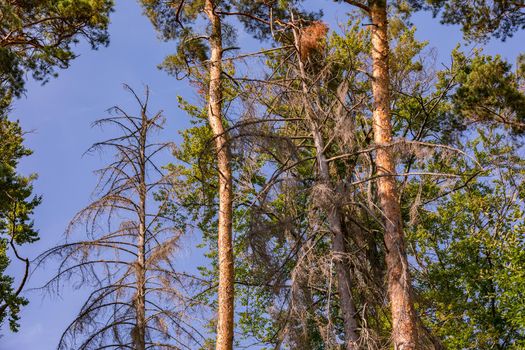 Dead conifers in a green mixed forest in Germany