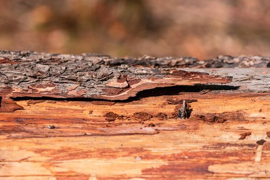 The bark on a dead wood in the forest is a habitat for insects