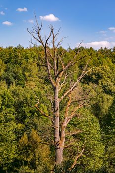 A big tree is sick and dead
