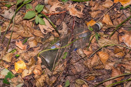 A glass bottle was thrown away in the forest, Odenwald, Germany