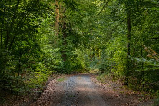 A forest path in a mixed forest in summer stabilizes the climate through cooling and evaporation
