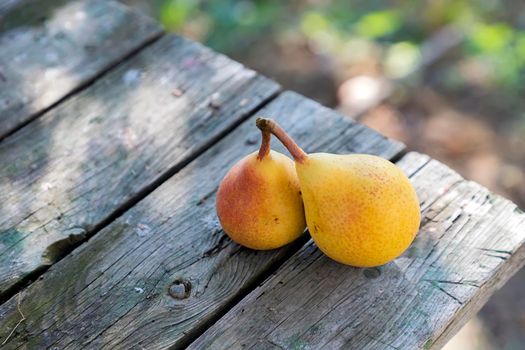 Two fresh pears are on the table from above. Blurred background