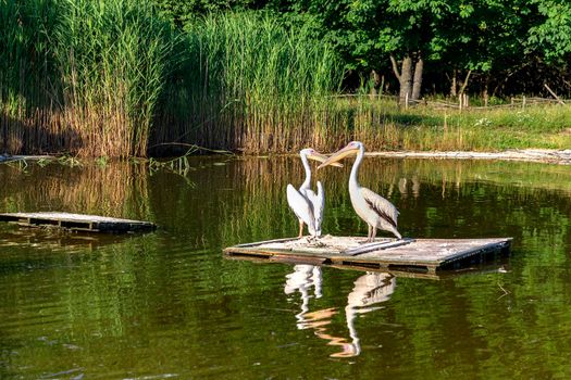 Pelicans or Pelecanus onocrotalus rest on a wooden bridge in a pond
