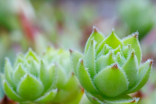 Sempervivum tectorum plant, close up.