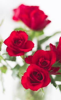 Tender bouquet of red roses, floral gift and beautiful flowers closeup