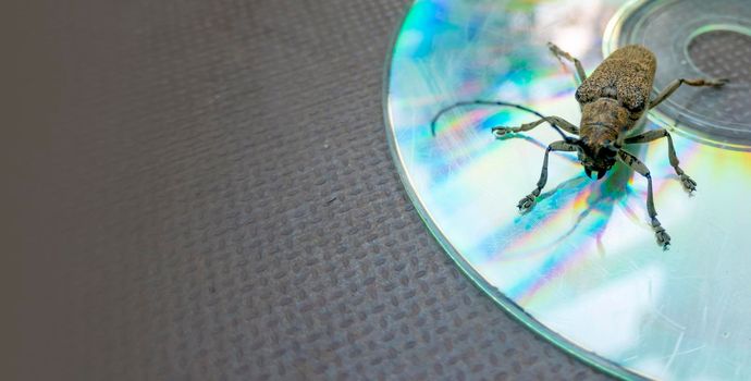 Long-whiskered beetles - Cerambycidae- , brown, with a soft, full body on the hind wings decay in nature sitting on a CD. retro music concert, discos, rock and roll. banner with copy space