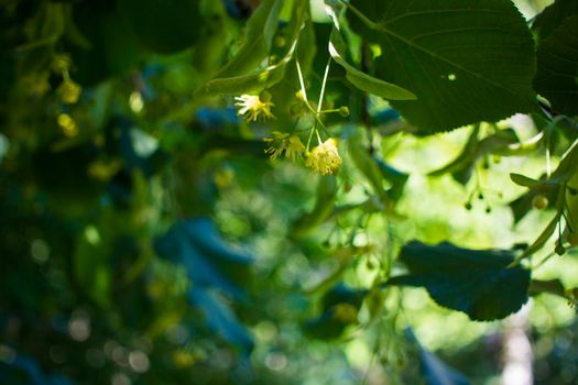 Close up of the clusters of blooming flowers of common life Tilia x europaea, also known as linden, basswood, lime tree, lime bush.bumblebee collects nectar, lime honey