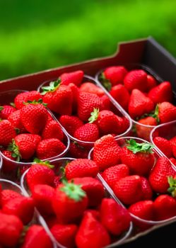 Strawberries packaged in box, sweet ripe perfect strawberry harvest, organic garden and agriculture concept