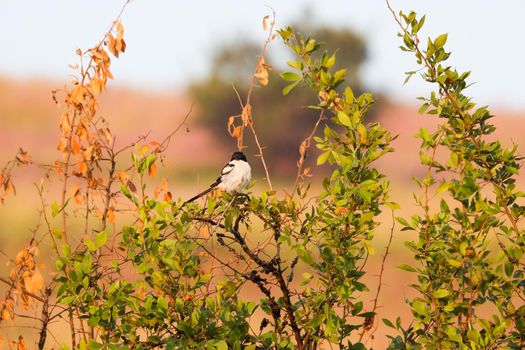 Small fiscal shrike bird (Lanius collaris) on tree branch during fall, Pretoria, South Africa