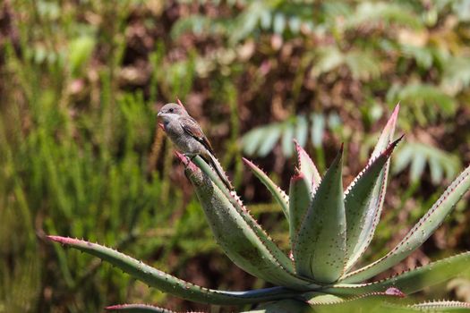 A young fiscal shrike bird (Lanius collaris) in juvenile plumage perching on the tip of an aloe leaf, George, South Africa